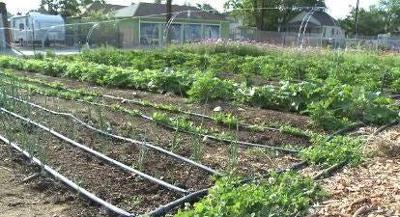Reno Urban Farm Looking for a New Home