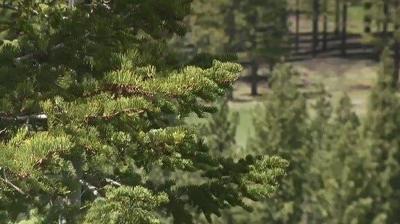 Truckee Meadows Fire & Rescue Accepting Green Waste This Weekend