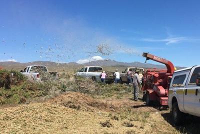 Homeowners Urged to' Junk the Junipers' To Prepare for Wildfire
