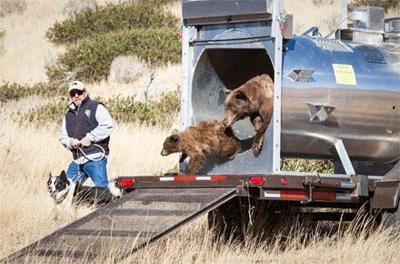 Female Bear, 3 Cubs Captured, Released in West Carson City