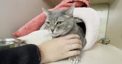 Pet Of The Week: Jackie