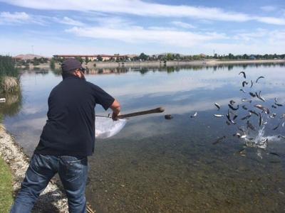 Waiting to Stock the Truckee with Trout