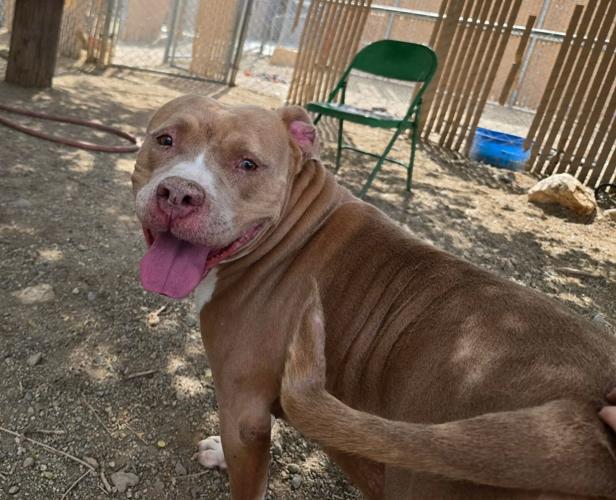 Adoptable Dog 4.JPG