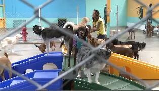 Dog Kennels Busy Over Christmas Break