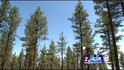 Agencies Prepare Forest to Withstand Wildfire