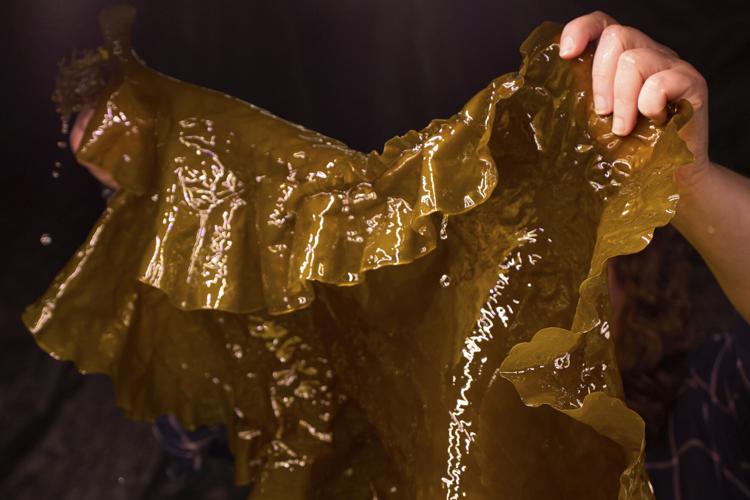 Climate Kelp Biofuels