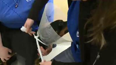 Nevada Humane Society Partners with PetSmart for Happy "Neuter-Year"