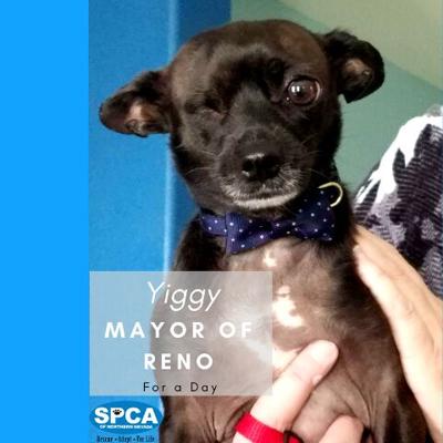 Yiggy the One-Eyed Chihuahua Named Mayor for the Day