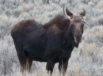 Moose Found Wandering Humboldt County Near Paradise Peak