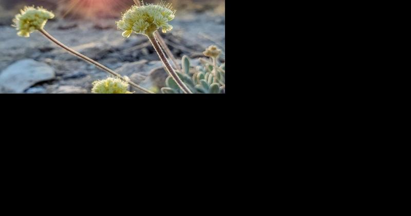 U.S. Fish & Wildlife Service Lists Tiehm's Buckwheat as Endangered Species - Vimarsana News