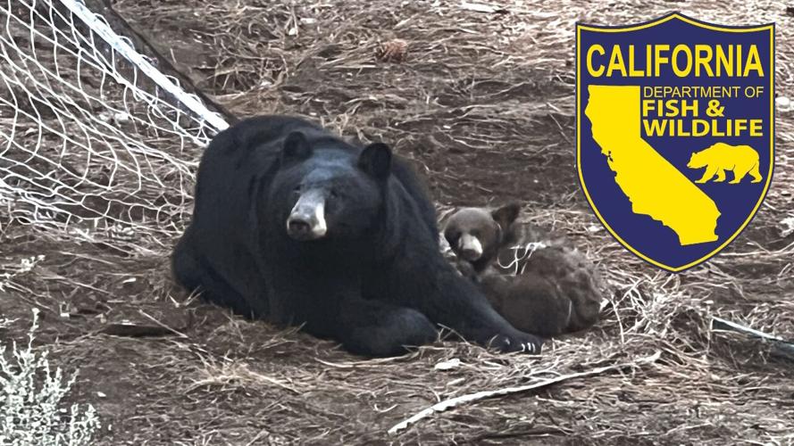 Bear cub rescued in Kings Beach from soccer net