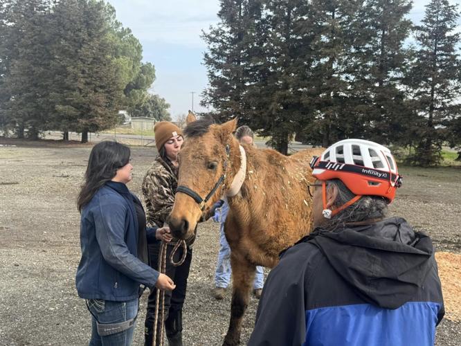 Eldorado County Search and Rescue - Horse Rescue 5.jpg