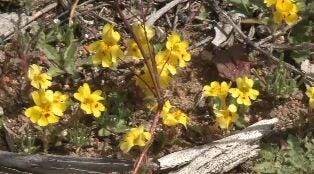Hunting for Carson Valley Monkey Flowers
