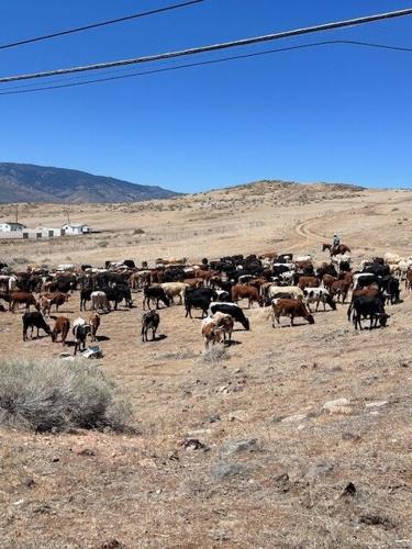 Reno Rodeo 2025 Cattle Drive - final trek to rodeo grounds 26