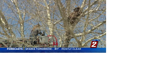 Wildlife Officials Summoned to Remove Bear From Tree in South Reno - Vimarsana News