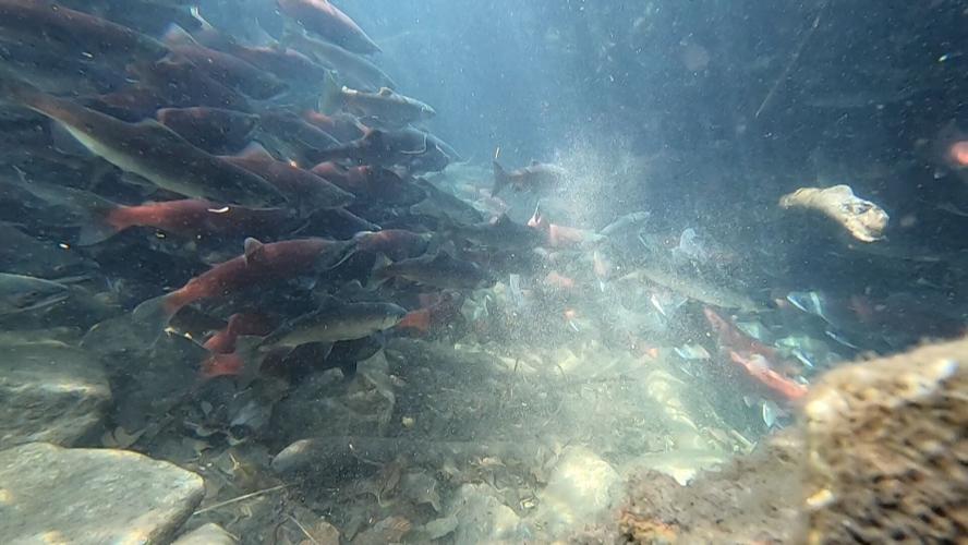 Kokanee Salmon Spawning Creates Unique Experience at Taylor Creek
