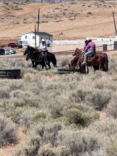Reno Rodeo 2025 Cattle Drive - final trek to rodeo grounds 8