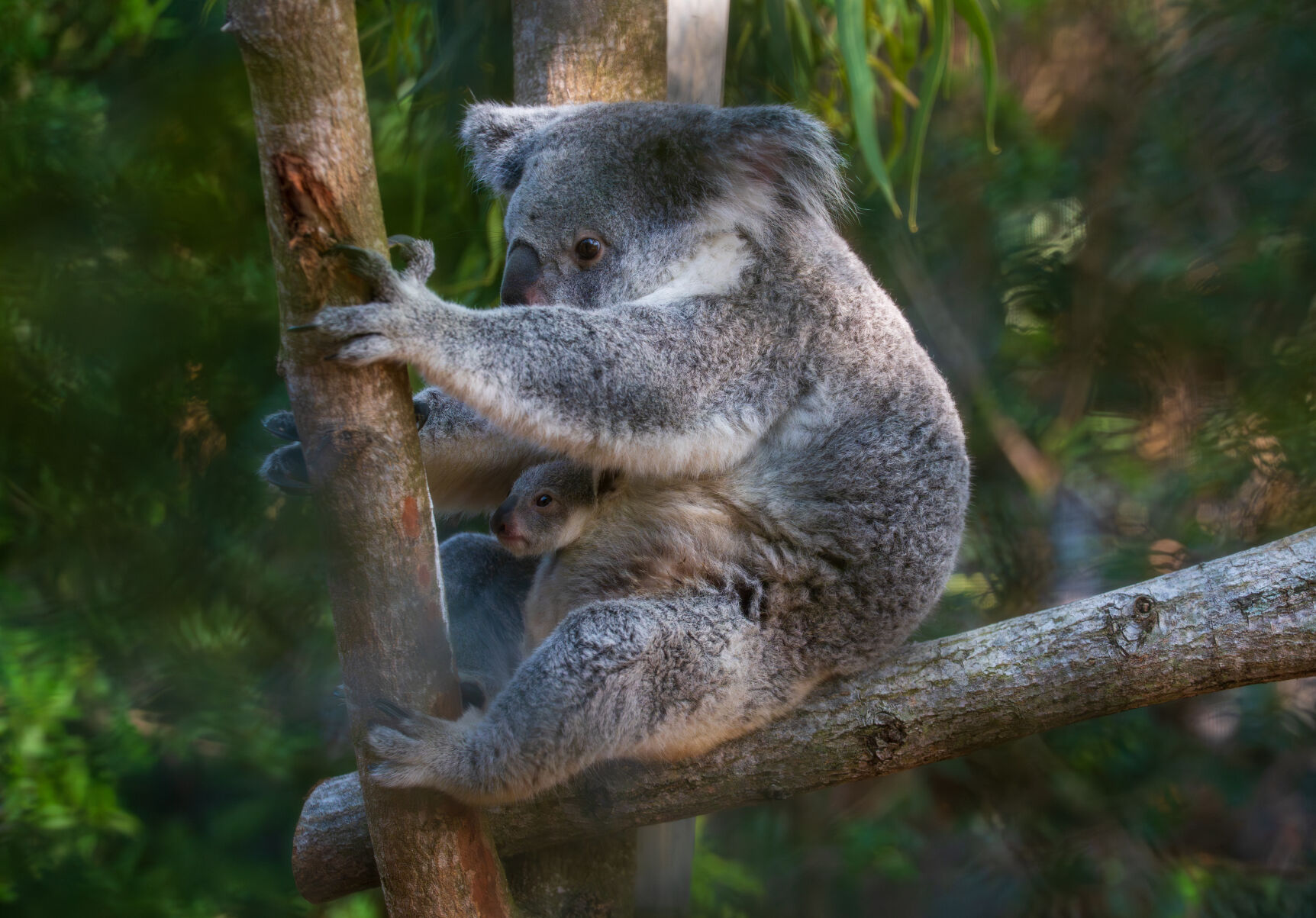 Koala Family