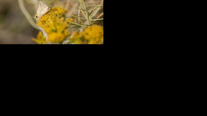Bleached Sandhill Skipper