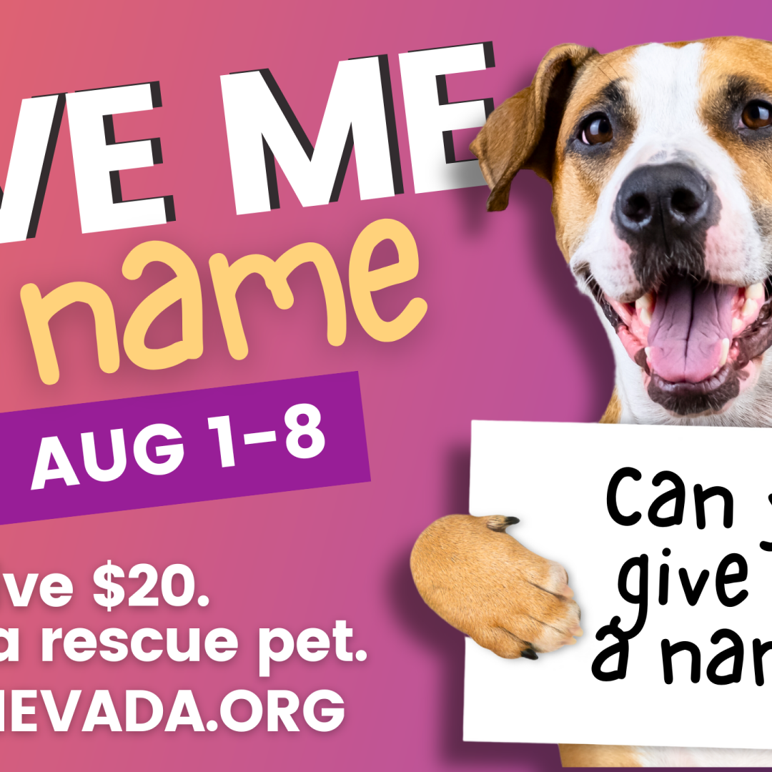 Four puppies rescued from Mojave Desert up for adoption on Thursday, image size:1080x1080