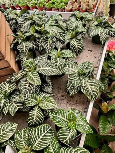 Moana Nursery
