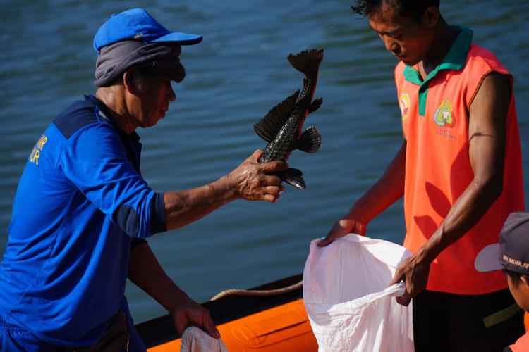 Indonesia Janitor Fish Clean Up