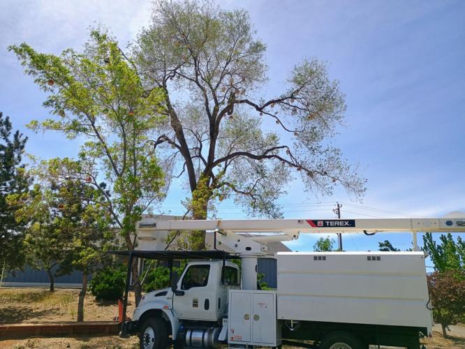 Mathews Elementary Birdhouses
