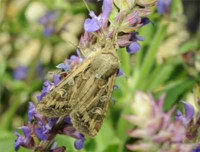 Dept. of Agriculture Explains Growing Moth Populations in Northern Nevada