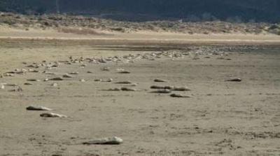 Thousands of Fish Die at Washoe Lake
