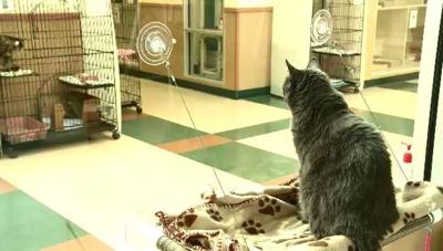 National Adopt a Shelter Pet Day on Saturday