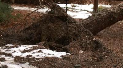 What Saturated Soil Can Do To Our Trees