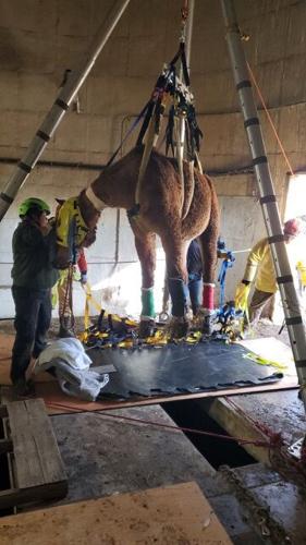 Eldorado County Search and Rescue - Horse Rescue 4.jpg