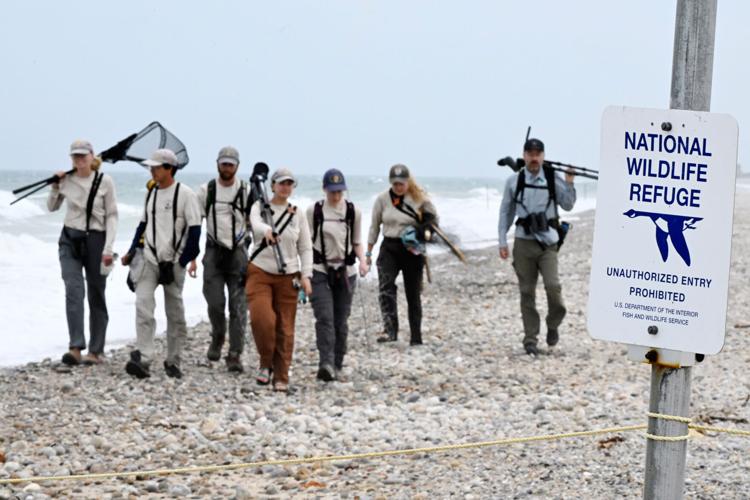 Climate Shorebird Revival