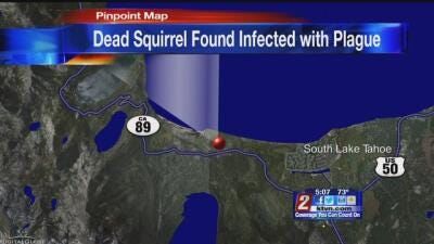 Squirrel Tests Positive for Plague in South Lake Tahoe Area