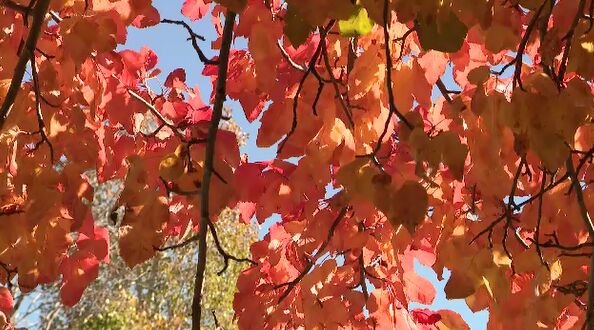 One Of Our Better Years for Fall Colors