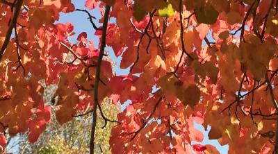 One Of Our Better Years for Fall Colors