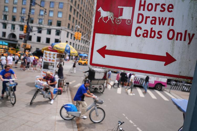 Central Park Horse Injury