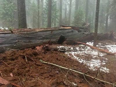 Famous California Tunnel Tree Falls