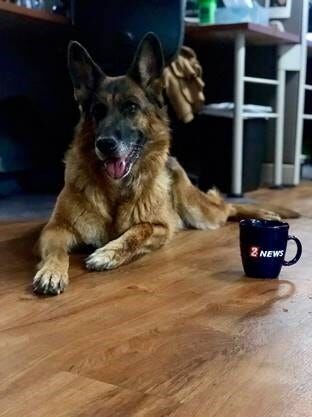 Importance of Microchipping Your Pet