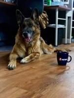 Importance of Microchipping Your Pet