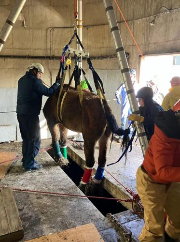 Eldorado County Search and Rescue - Horse Rescue 3.jpg