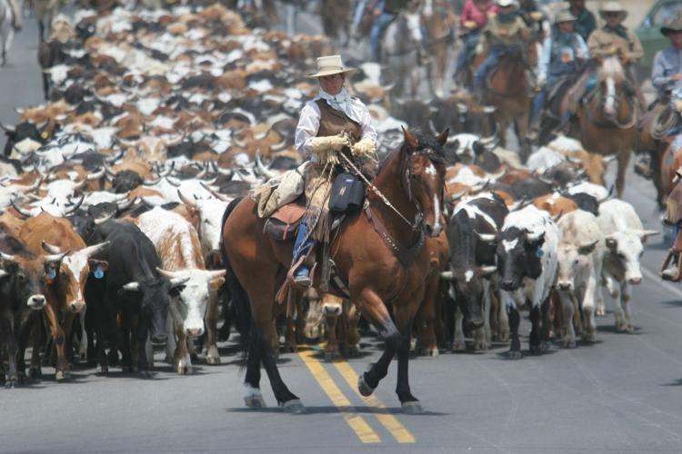 Cattle Drive Reno Rodeo.jpeg