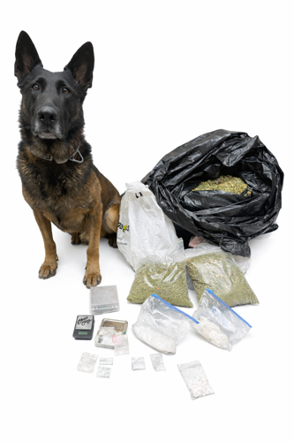 K9 Ares With Meth Siezure.png