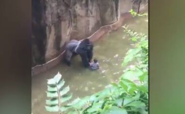 Cincinnati Zoo Hears Condolences as Well as Criticism