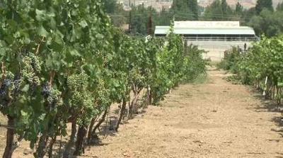 Could Commercial Wineries be in Nevada's Future?