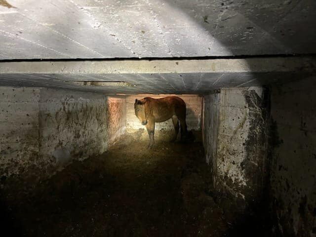 Eldorado County Search and Rescue - Horse Rescue 2.jpg