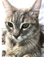 Pet of the Week: Parker