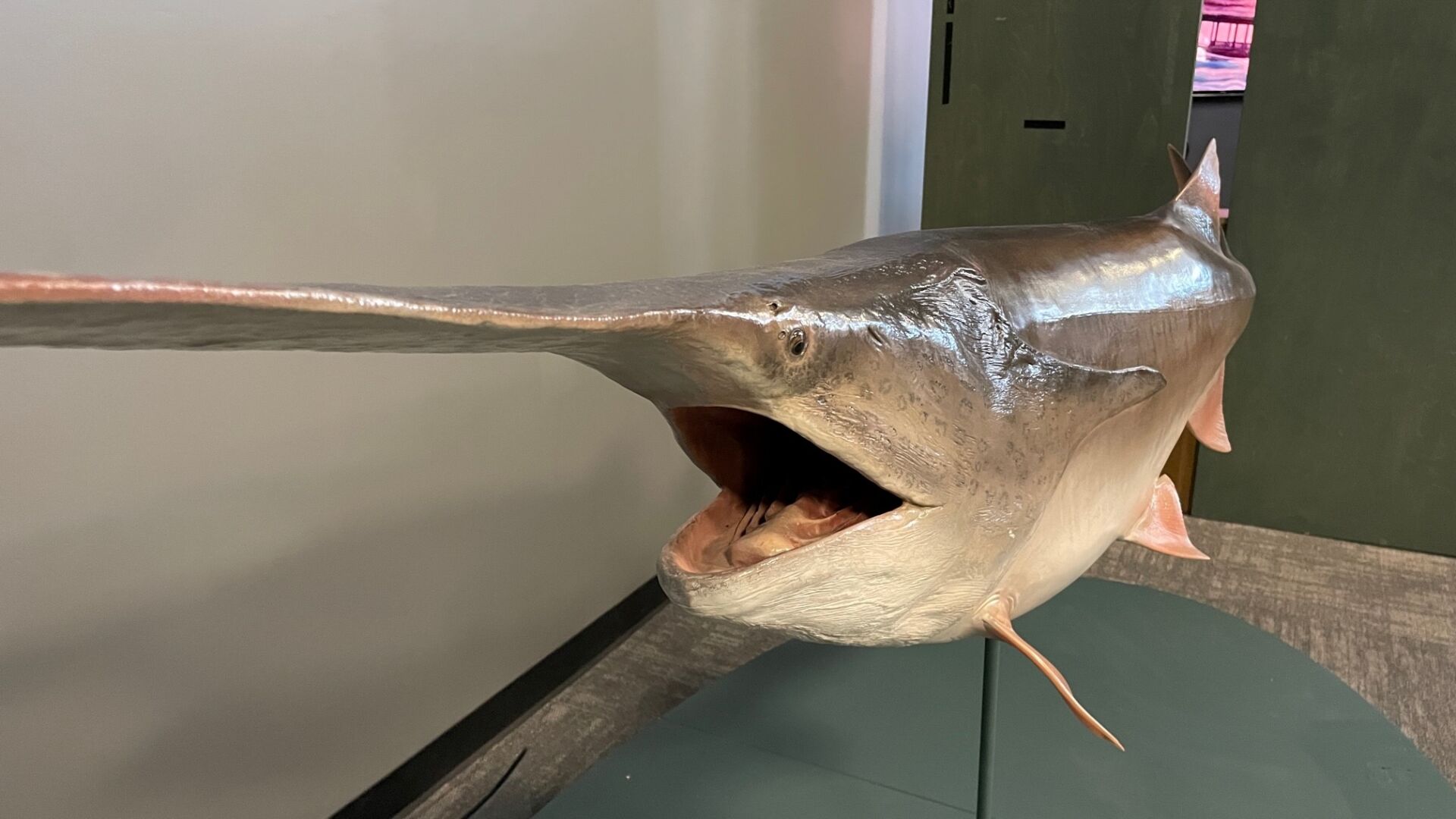 The Discovery's Monster Fish exhibition opens March 18 | News
