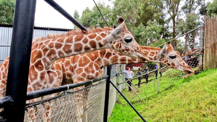 Discovery Kingdom baby giraffes 1 010125