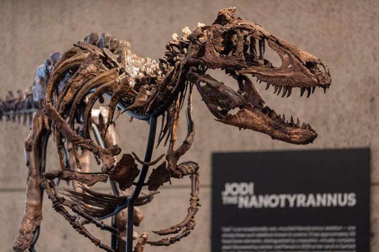 Mini T-Rex Auction
